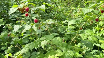 Wall Mural - Wild raspberry in the forest. Ripe red raspberry berries are ready to be picked. Growing raspberries in the garden. Organic vitamin berries. View of raspberry bushes on a summer sunny day