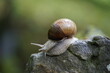 Weinbergschnecke Schnecke Snail