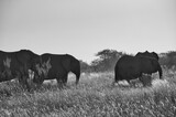 Fototapeta Zwierzęta - Elephant, Etosha National Park, Namibia