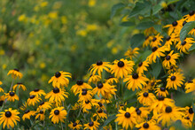 Yellow And Brown Rudbeckia Flowers In Summer