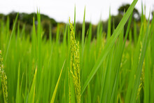 Rice Plant In Rice Field.
