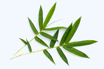  Bamboo leaf. Fresh green leaves on white background.