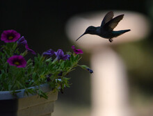 Hummingbird Silhouette Feeding On A Flower