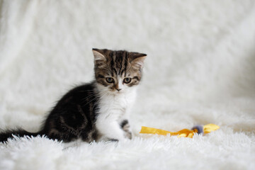 Wall Mural - Gray white fluffy kitten sits on bed