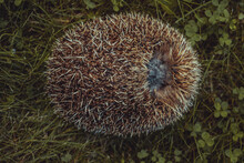 Hedgehog Curled Up