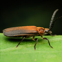 Genus Plateros A Member Of Net-winged Beetles Family Lycidae