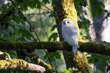 Wall Mural - Leucistic Barred Owl