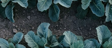 Fresh Green Cabbage In The Farm Field. Landscape Aerial View Of A Freshly Growing Cabbages Heads In Line. Vivid Agriculture Field In Rural Area Top View Or Drone Shot. Background Or Texture Banner.