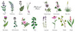 vector drawing medicinal plants, set of healing herbs, hand drawn illustration