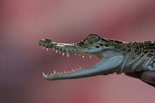 A Crocodile Sunbathing And Its Mouth Is Open