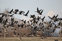 Migratory Geese Flock In The Spring In The Field