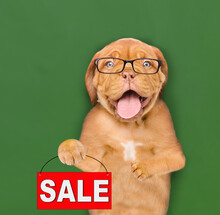 Smiling Smart Puppy Wearing Eyeglasses Holds Sales Symbol Near Green Chalkboard