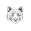 Hand drawn bear head. Brown bear portrait. Vector illustration