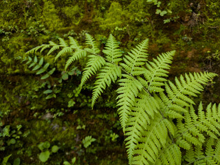 fern leaves