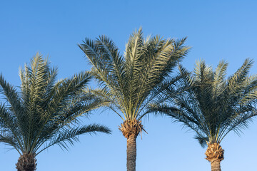 Palm trees against blue sky, Palm trees at tropical coast, coconut tree, summer tree