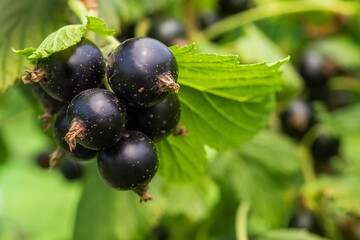Back currant on a branch in the garden. Ripe and juicy black currant berries on the branch. Selective focus.