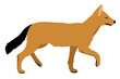 vector illustration of a dhole/Asian wild dog on white background	