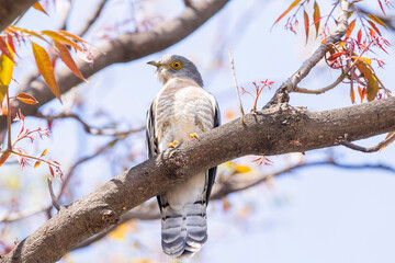 Sticker - European hawk cuckoo on a tree