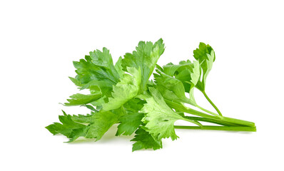 Wall Mural - fresh Celery isolated on white background