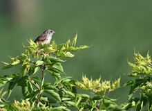 Swamp Sparrow Perched In Marsh