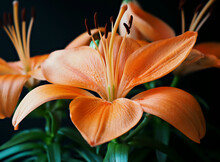 Orange Flower Lily Summer Plant