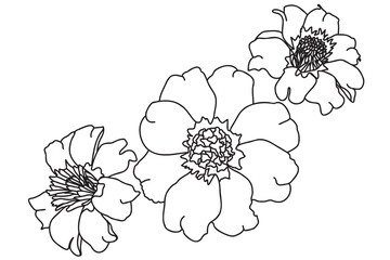 Wall Mural - marigold drawn in black outline, intended for tattoo, cards, printing, clothes and cloth printing, March 8, valentine, logo, stickers, painting and can be used in various occasions