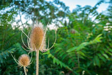 Dipsacus Fullonum - Is A Species Of Flowering Plant Known By The Common Names Wild Teasel Or Fuller's Teasel. Is A Herbaceous Biennial Plant Growing To 1–2.5 Metres Tall. The Inflorescence Is A Cylind
