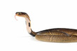 Baby Equatorial Spitting Cobra (Naja sumatrana) snake isolated on white background.