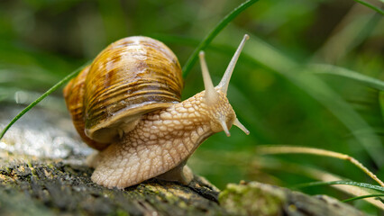 burgundy snail in the grass