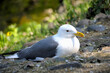 Great Herring Gull on the seashore