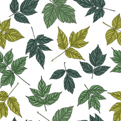 Wall Mural - Green tree ash leaf seamless pattern. Big leaves on white