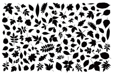 Wall Mural - Autumn leaf set. Black and white contour silhouette tree leaves element collection