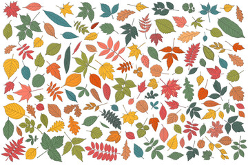 Wall Mural - Autumn leaf set. Coloured tree leaves