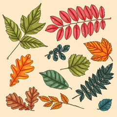Wall Mural - Autumn leaf set. Coloured tree leaves