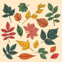 Wall Mural - Autumn leaf set. Coloured tree leaves