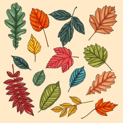 Wall Mural - Autumn leaf set. Coloured tree leaves