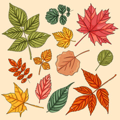  Autumn leaf set. Coloured tree leaves