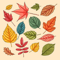 Wall Mural - Autumn leaf set. Coloured tree leaves