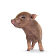 Cute 2 days old red mini potbellied pig, standing facing front. Looking side ways away from camera. Isolated on a white background.