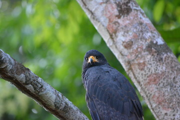 hawk on a branch