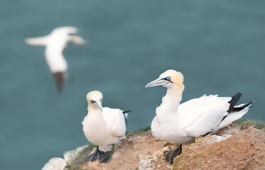 Wall Mural - northern gannets on a cliff by the north sea