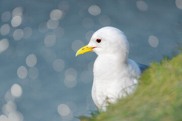 Wall Mural - close up of a kittiwake against bokeh background