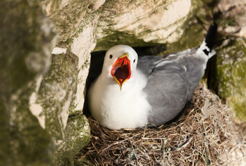 Wall Mural - close up of a kittiwake nesting on a cliff edge