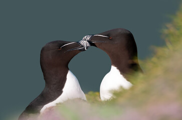 Wall Mural - close up of bonding razorbills against blue background