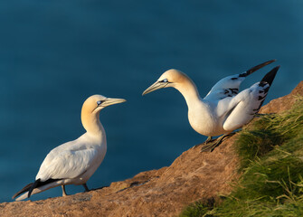 Wall Mural - close up of bonding northern gannets on a cliff by the north sea