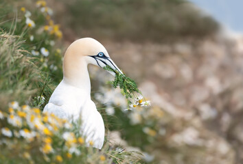 Wall Mural - northern gannet with daisies in the beak during breeding season