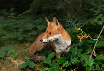 Wall Mural - Close up of a Red fox (Vulpes vulpes) in forest