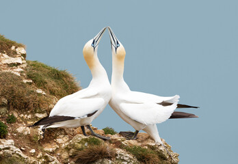 Wall Mural - close up of bonding northern gannets on a cliff by the north sea