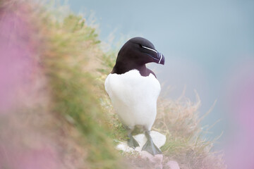 Wall Mural - close up of a razorbill among pink campion flowers in spring