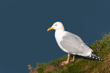 Wall Mural - portrait of european herring gull against blue background on a cliff edge